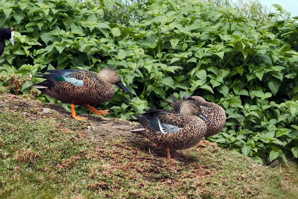 Cape Shoveler (Spatula smithii), photo 10