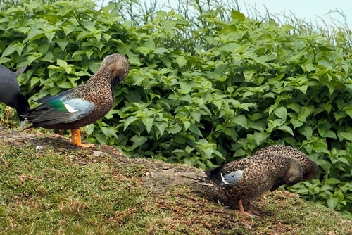 Cape Shoveler (Spatula smithii), photo 8