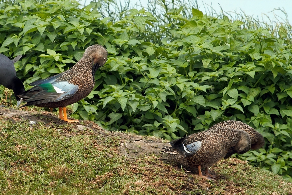 Cape Shoveler (Spatula smithii), photo 9