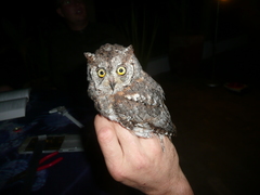 Otus senegalensis
