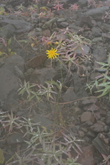 Hieracium subfariniramum