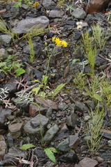 Hieracium subfariniramum