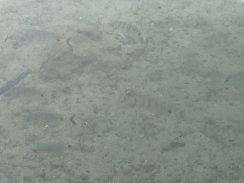Diplodus cadenati