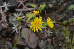 Hieracium subfariniramum