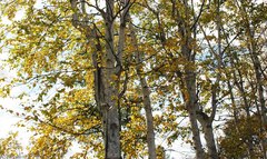 Betula platyphylla