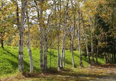 Betula platyphylla