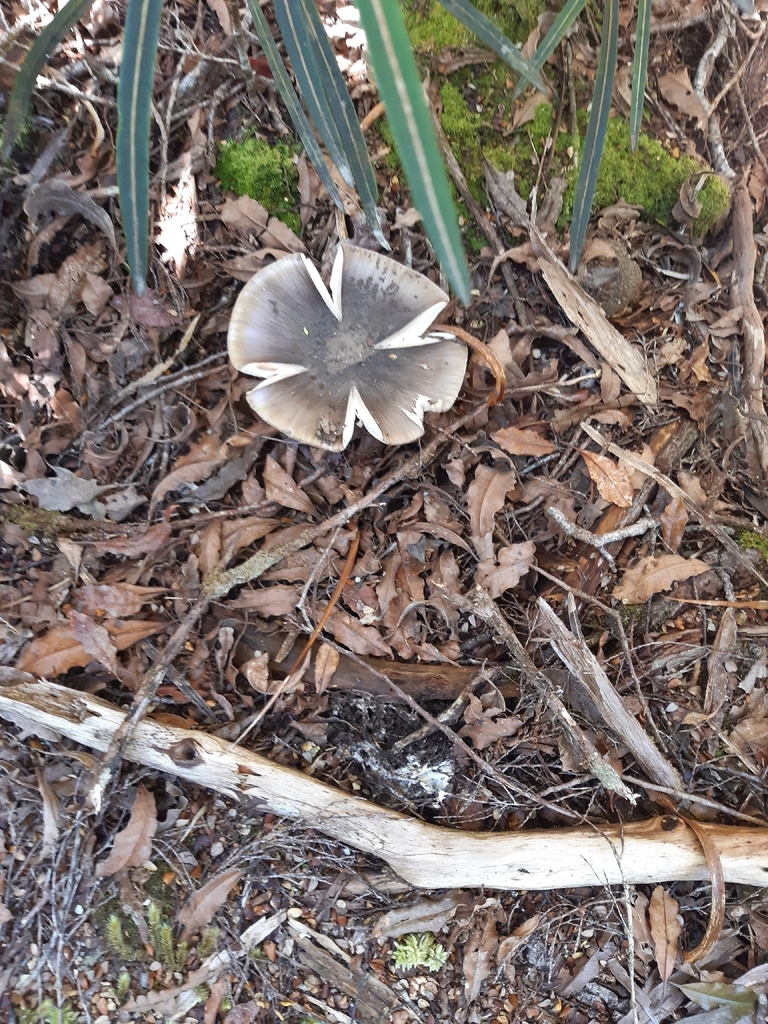 Amanita nothofagi · February 2026 · photo: © georgecox (iNaturalist, cc0)