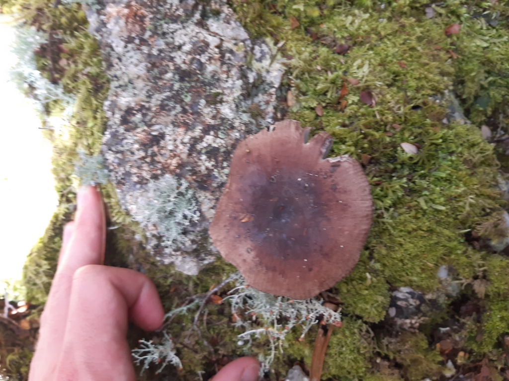 Russula griseostipitata · February 2026 · photo: © georgecox (iNaturalist, cc0)