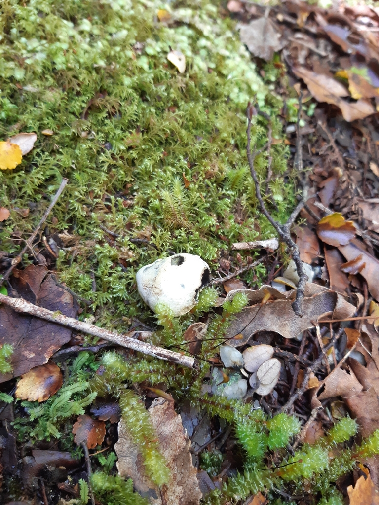 Rossbeevera pachydermis · February 2026 · photo: © georgecox (iNaturalist, cc0)