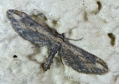 Eupithecia subapicata