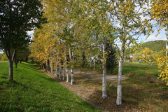 Betula platyphylla