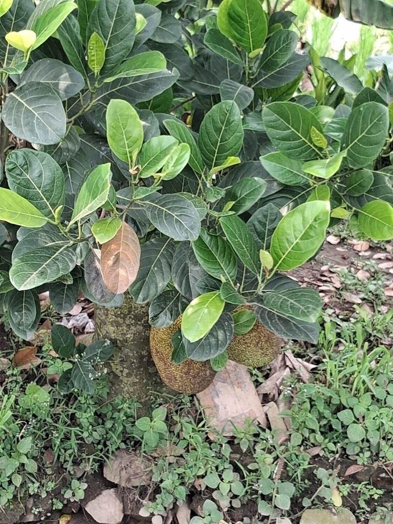 Jackfruit (Artocarpus heterophyllus)