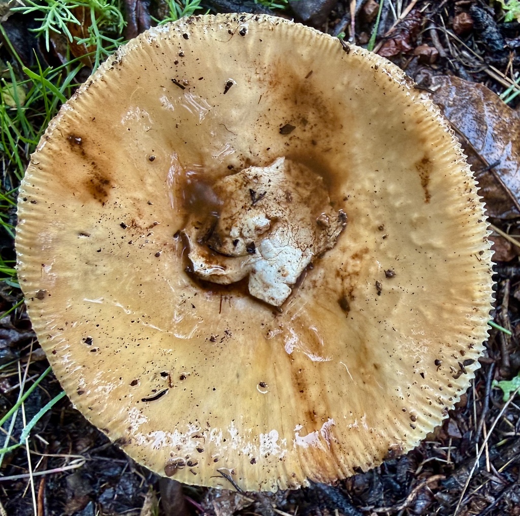 Amanita velosa · February 2026 · photo: © hllrnnr (iNaturalist, cc0)