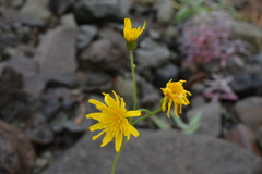 Hieracium subfariniramum