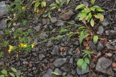 Hieracium subfariniramum