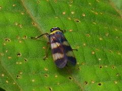 Licontinia introducens image
