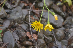 Hieracium subfariniramum