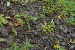 Hieracium subfariniramum