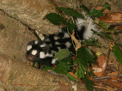 Spilogale angustifrons