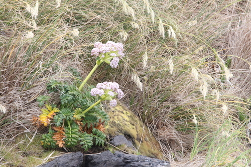 Campbell Island carrot (Anisotome latifolia)