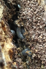 Armadillidium granulatum