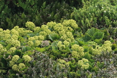 Azorella polaris
