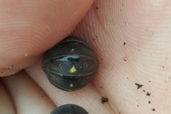 Armadillidium granulatum