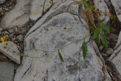 Hieracium subfariniramum