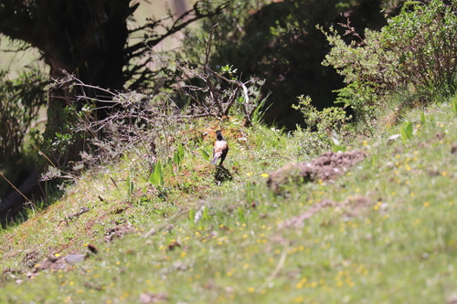 White-backed Thrush