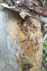 Armadillidium granulatum