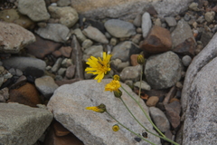 Hieracium subfariniramum