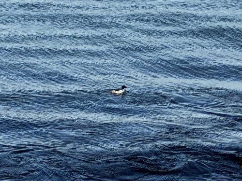 Scaly-sided Merganser (Mergus squamatus), photo 5
