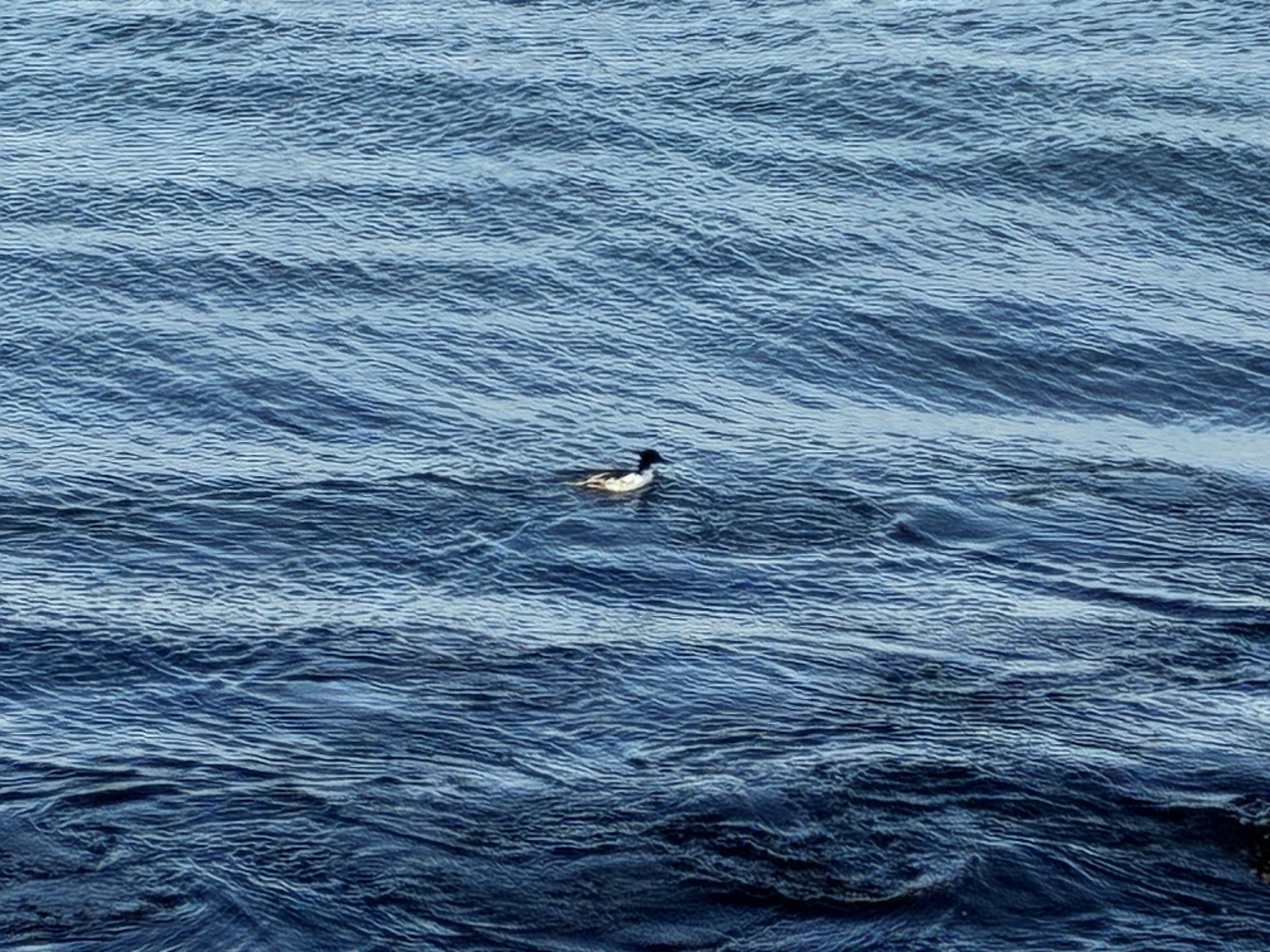 Scaly-sided Merganser (Mergus squamatus), photo 6