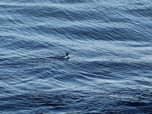 Scaly-sided Merganser (Mergus squamatus), photo 6
