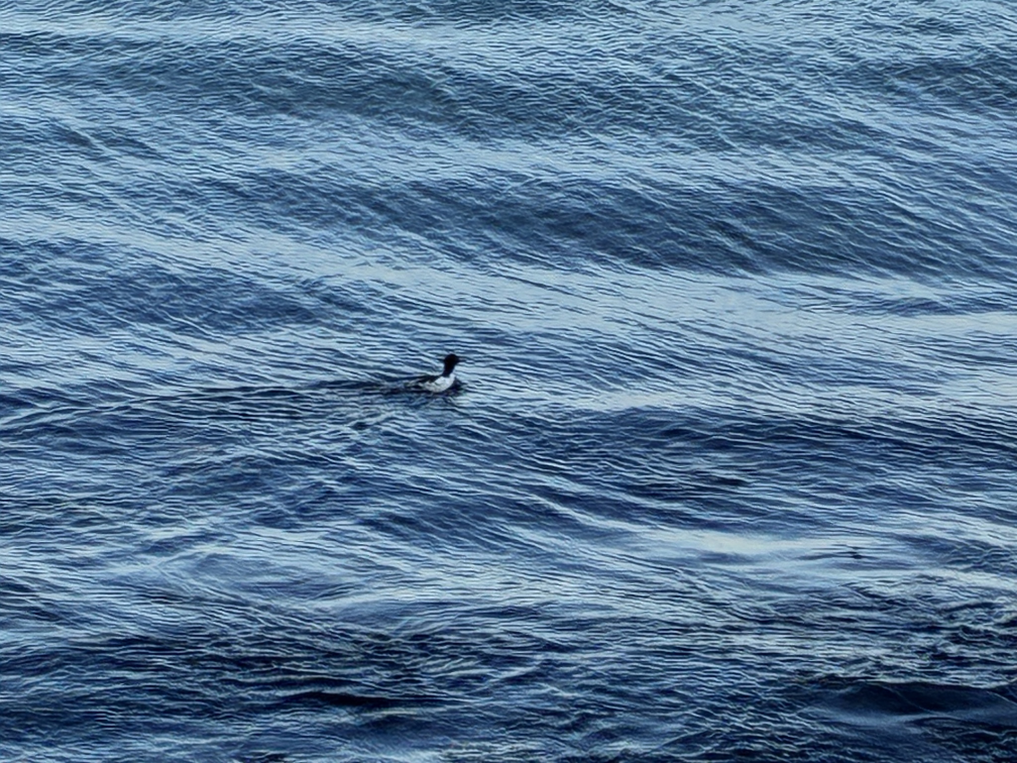 Scaly-sided Merganser (Mergus squamatus), photo 7