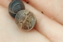 Armadillidium granulatum