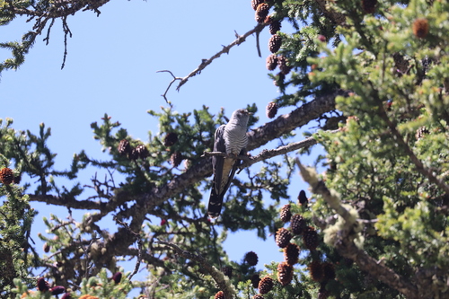 Common Cuckoo