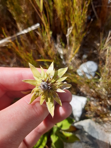 Celmisia dallii, photograph 3