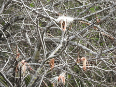 Pseudobombax palmeri