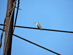 Archilochus colubris