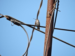 Archilochus colubris