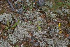 Hieracium subfariniramum