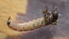 Glossosoma nigrior