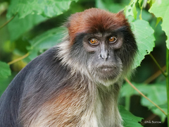 Piliocolobus tephrosceles