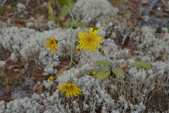 Hieracium subfariniramum