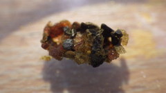 Glossosoma nigrior
