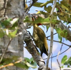 Piculus chrysochloros