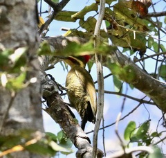 Piculus chrysochloros