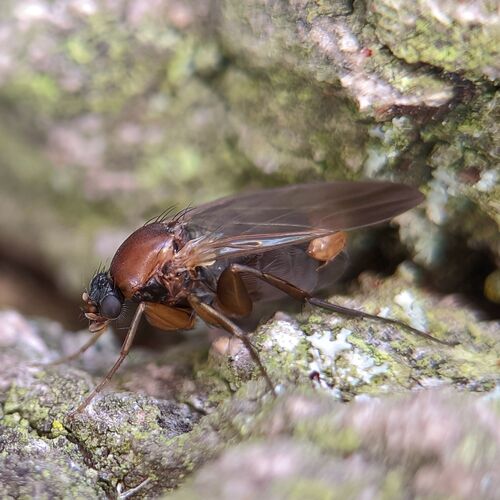 Anevrina thoracica