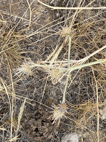 Eryngium ovinum observed 2026-02-03